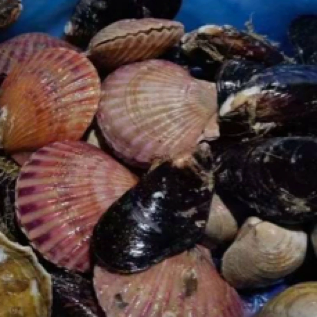 一锅鲜海鲜拼盘三斤左右（3+乳山生蚝➕嵊泗淡菜➕美贝➕青岛小红贝）