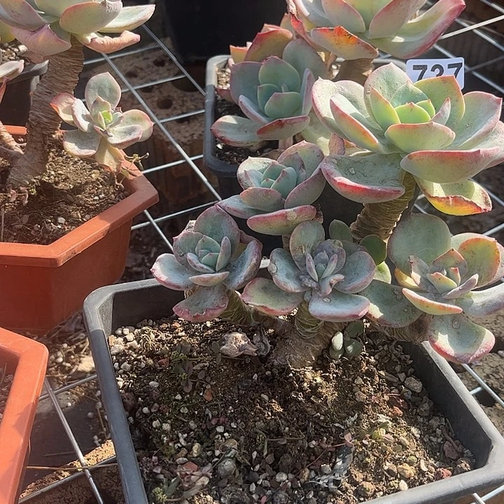 悠***哈737白凤脱土发货不退不换