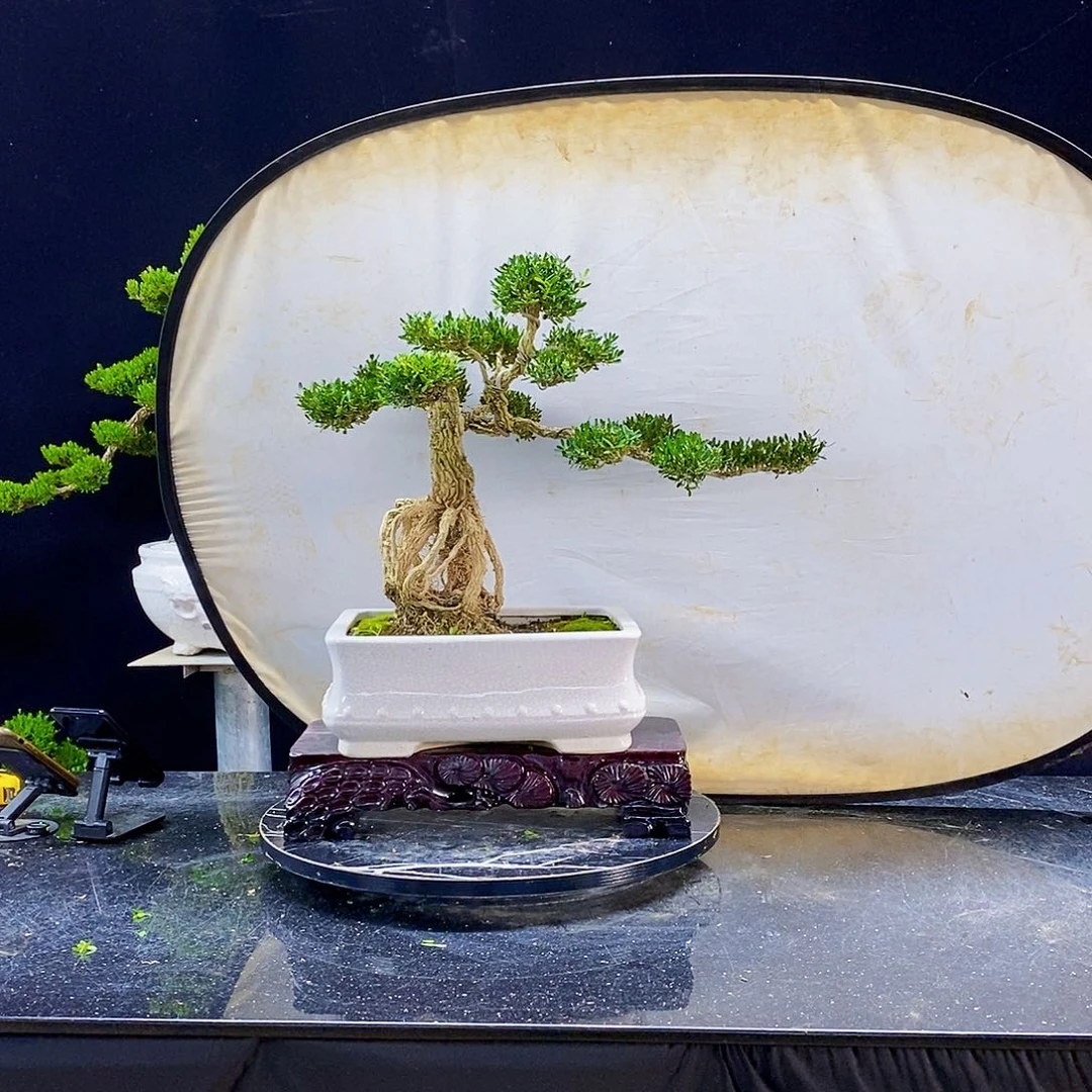 无花朵黄杨盆景制作