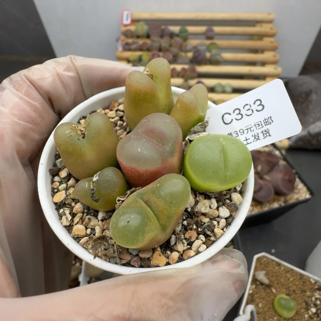 333哈哈哈哈哈哈哈