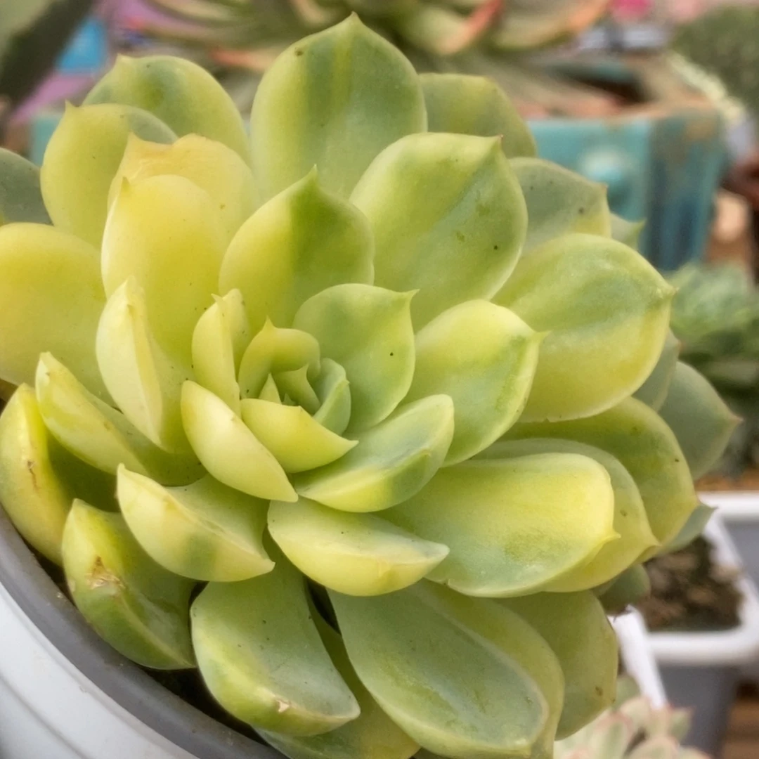 282杂锦锦锦锦锦锦