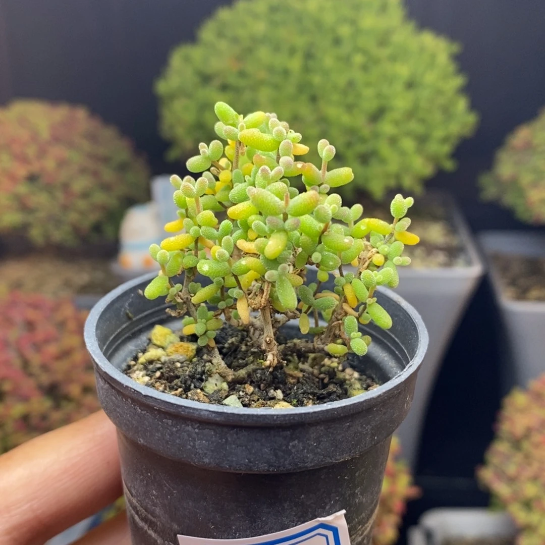 无花朵14号实生糖豆米枝干
