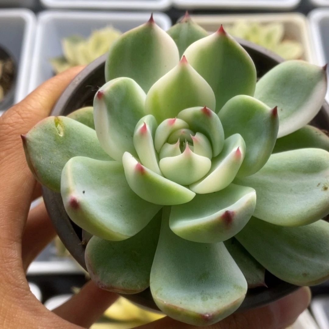 400锦锦锦锦锦锦锦锦锦