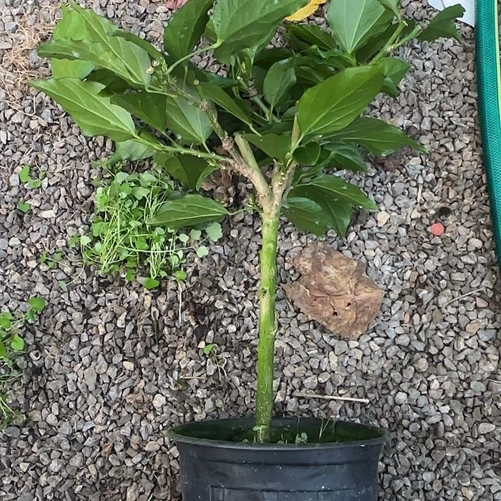 一***好完全开放丹麦木槿花老品黄