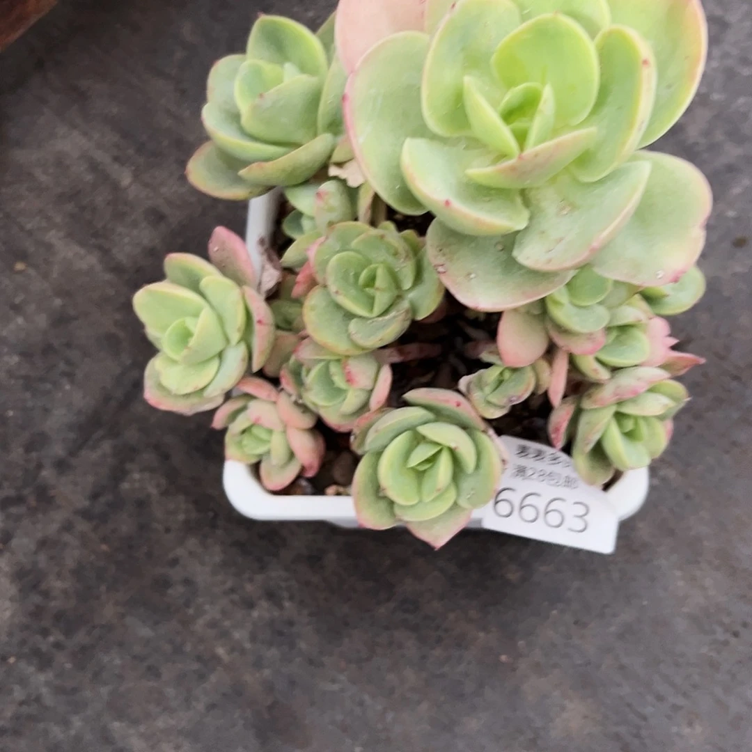 9号是*啊我们的确是一6663