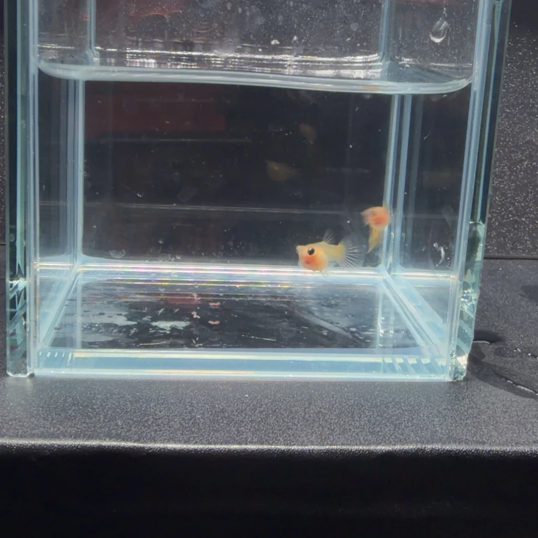 孔雀鱼黄蕾丝球体1对