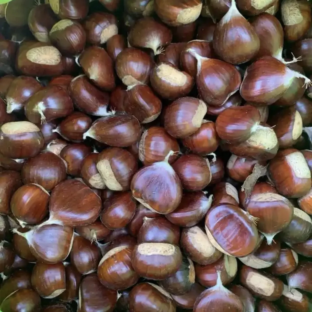 高山老树板栗 湘西高山老树板栗现摘现发新鲜板栗好剥皮粉面香糯