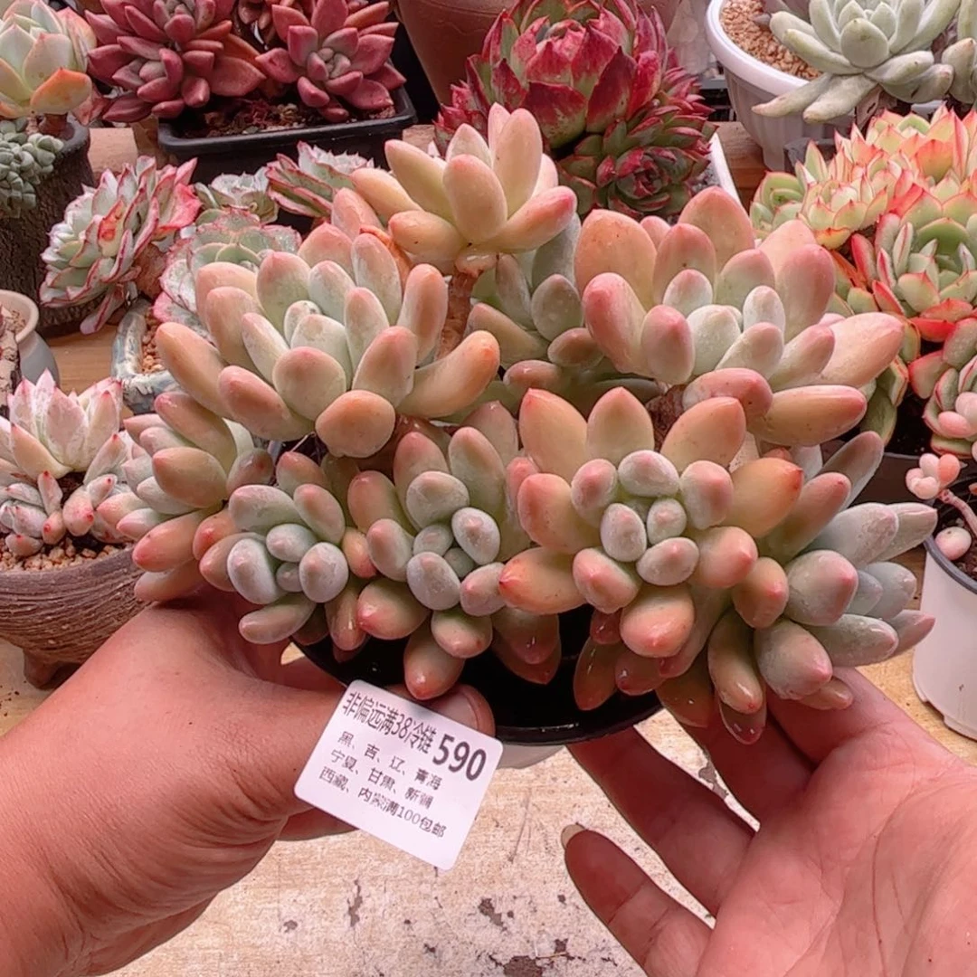 590香水德华多肉