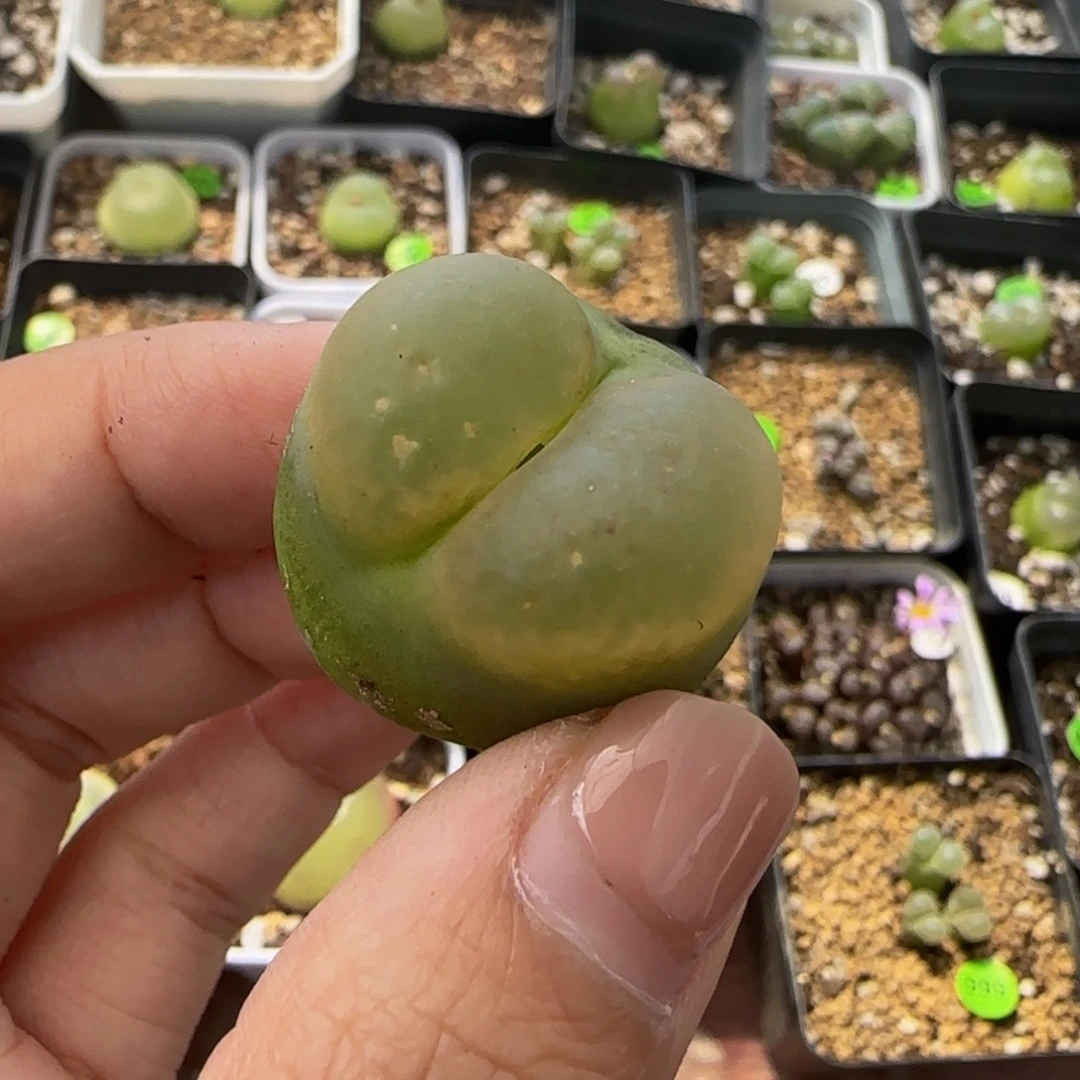 2.5cm（小瑕疵）多肉植物306