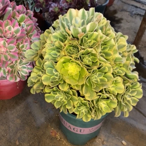 绿豆沙多肉植物073