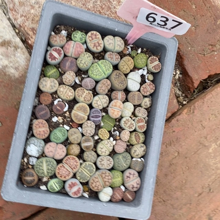 唯***静生石花等植物的生长637