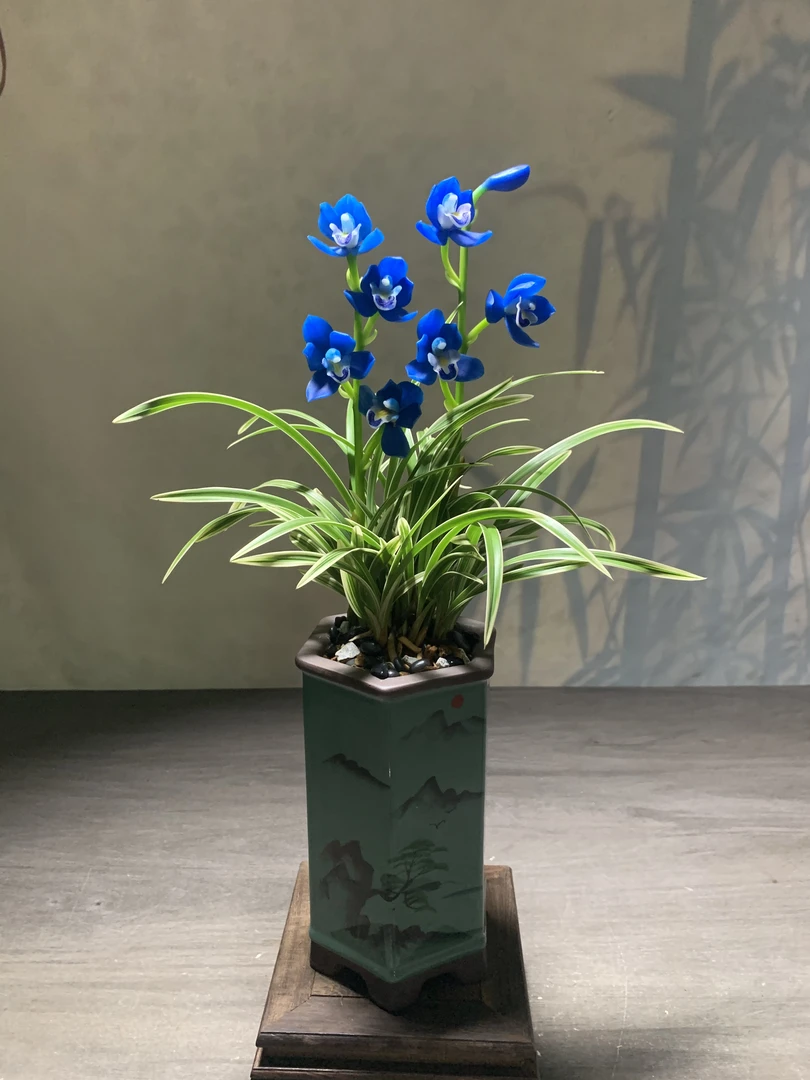 四季兰-金边蓝精灵- 矮种带金边 浓香型好养绿植花卉