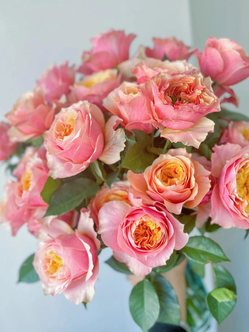 粉蝴蝶多头玫瑰，基地直发，包邮