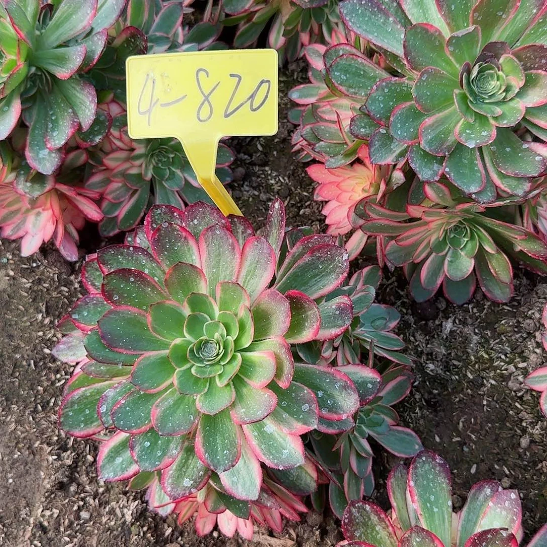 4-820--+黑魔锦多头