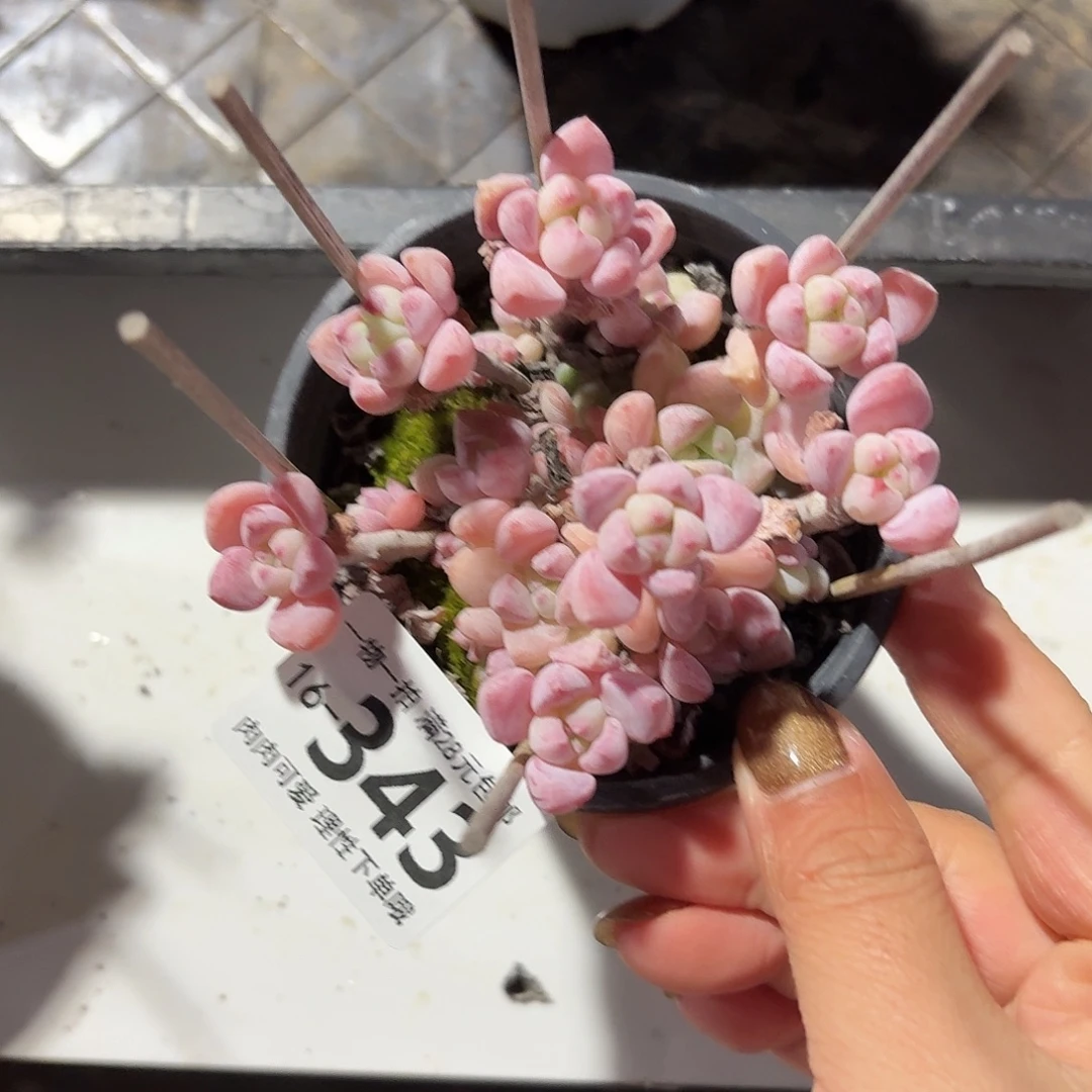 粉香水无盆土发货无