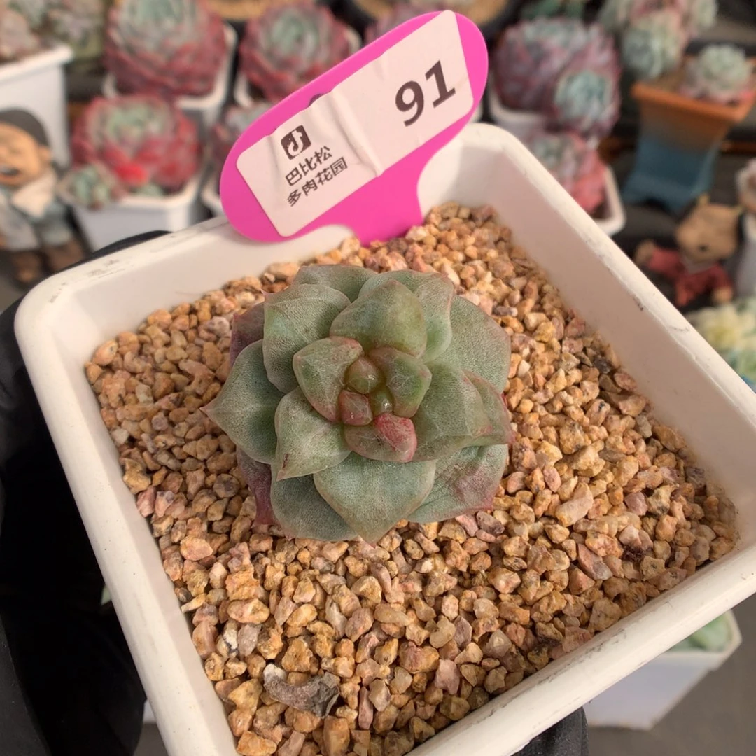 91 红心锦冰玉石化