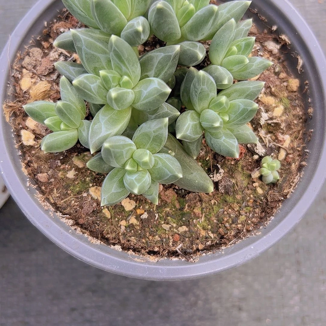 芝***塔乌拉克拉杂交111111