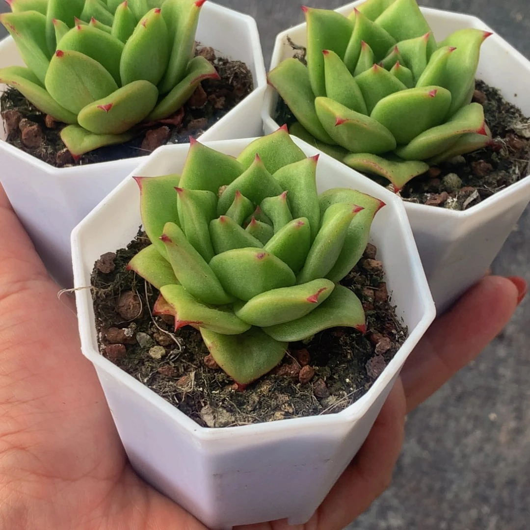 蔷薇玛丽亚 （满9.99包邮不满9.99发叶子）