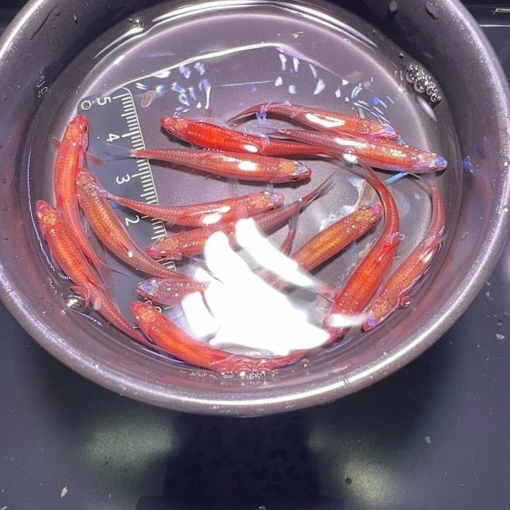 虎皮鱼紫光精灵2条装
