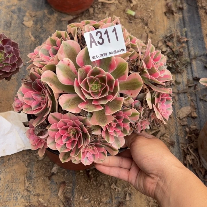 粉女巫多肉植物311.