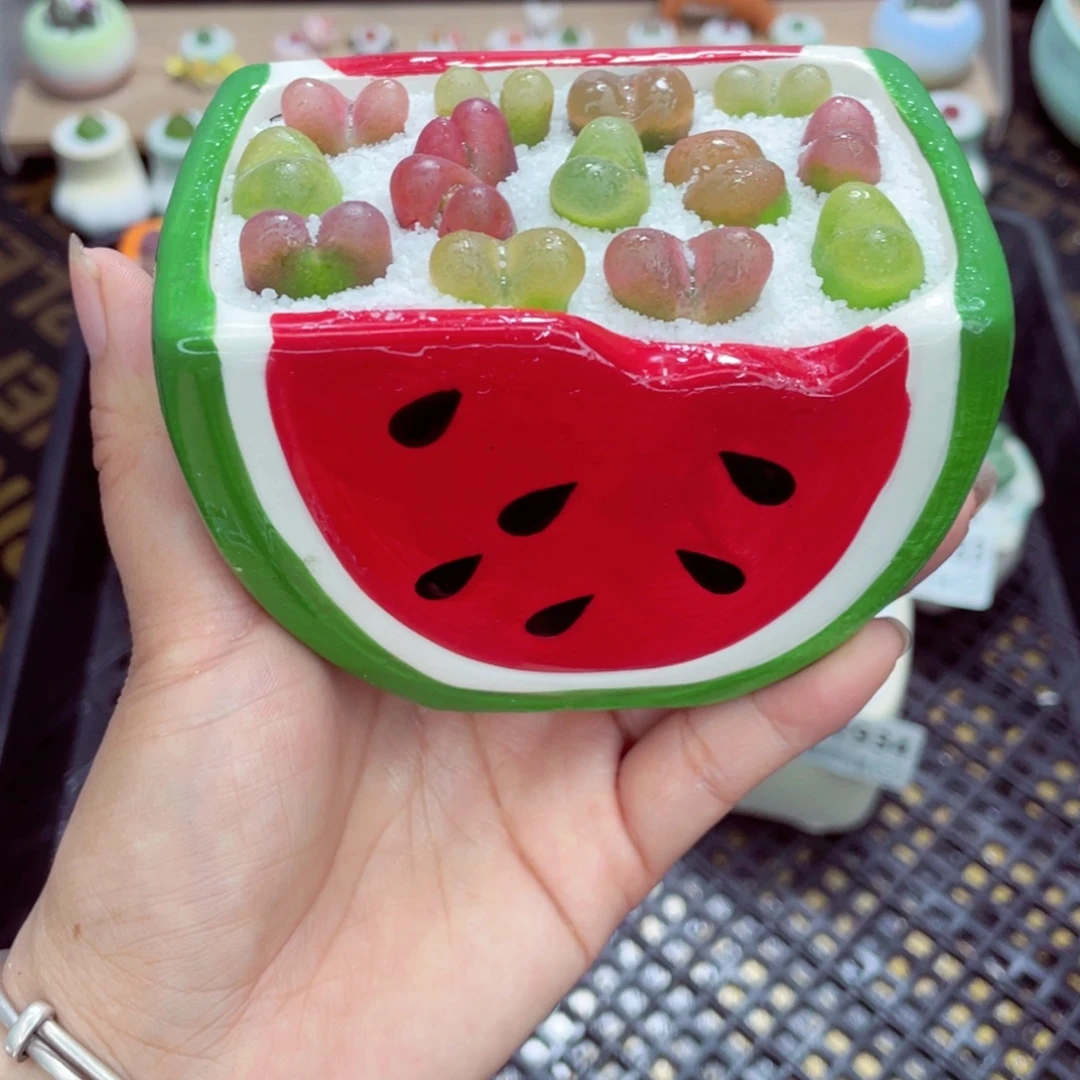 w7935 带盆土发货一物一拍