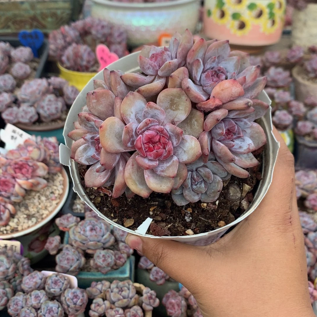 哈哈哈哈哈哈哈16