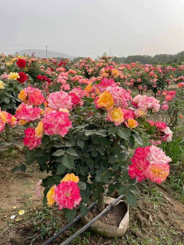 树桩多色月季花树