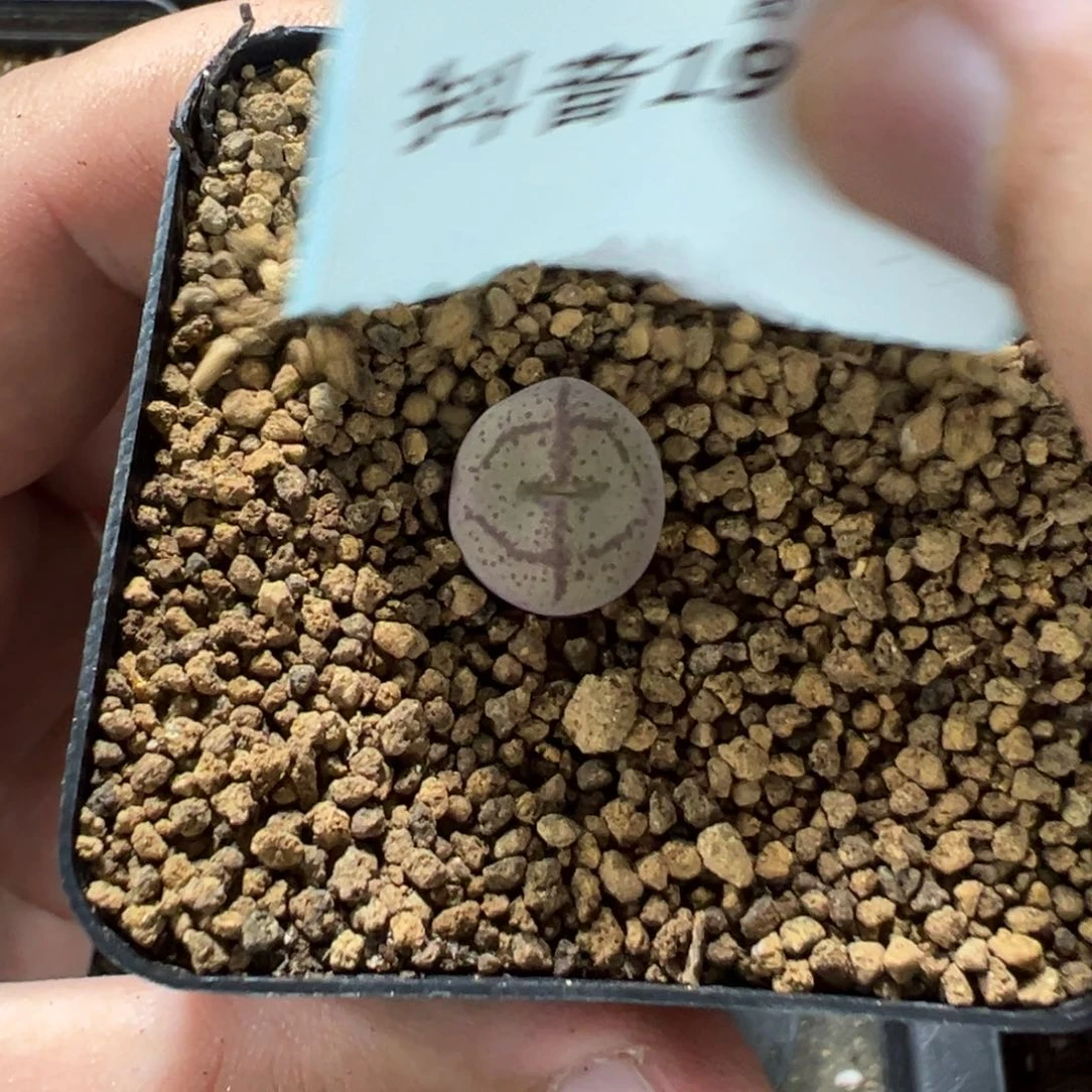 19-233肉锥多肉植物