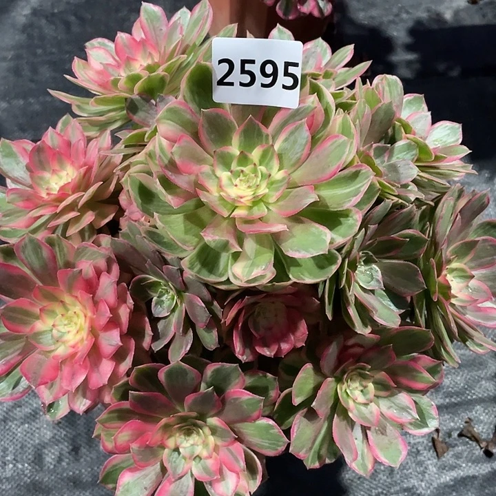 红花郎2595号多肉植物