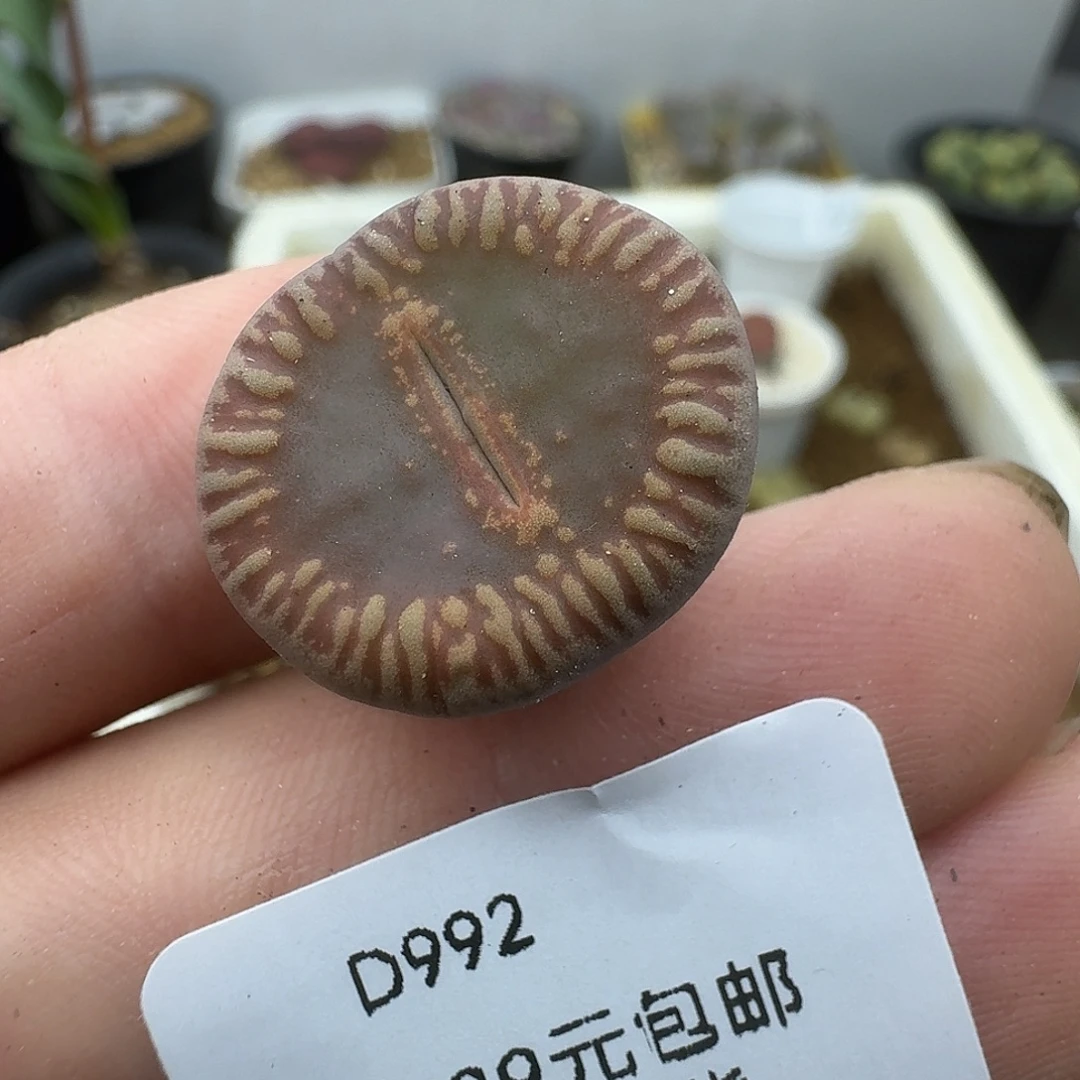 992多肉哈哈哈哈哈哈