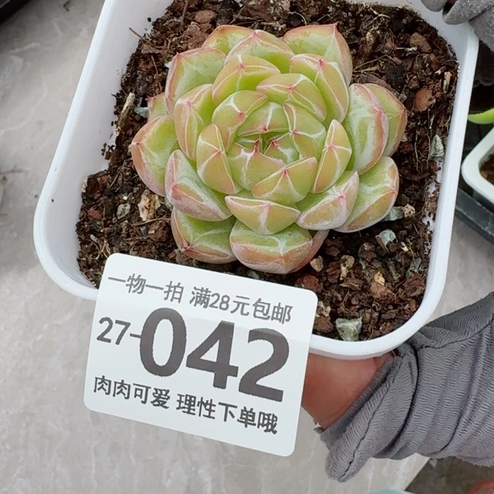 雪花珍妮无盆土无盆土发货无