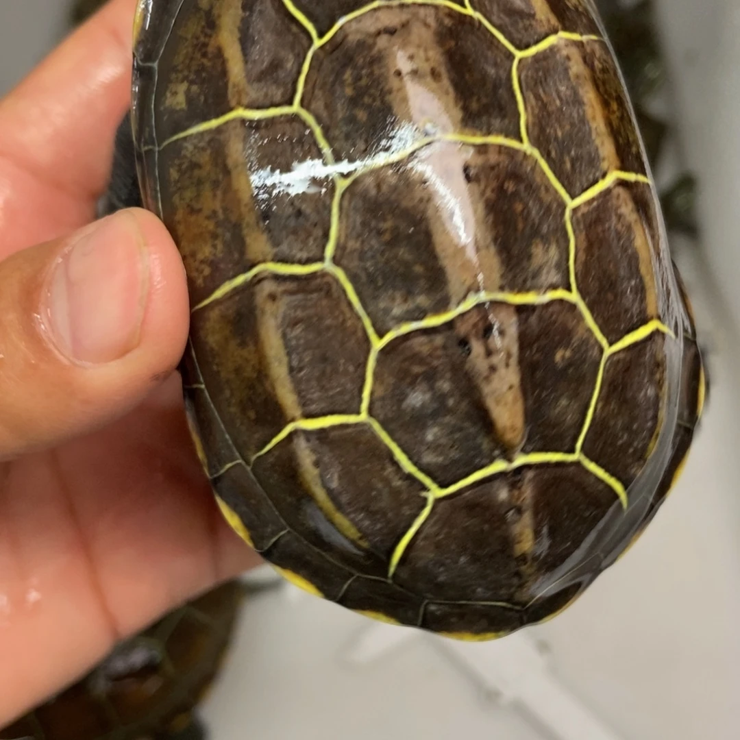 中华草龟不分公母