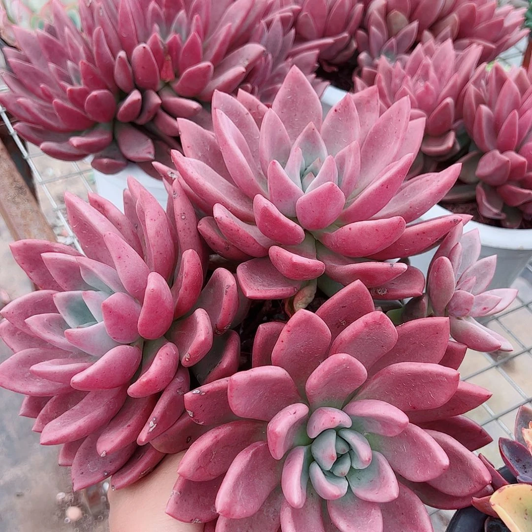 桃花源超级大三大头起发精品