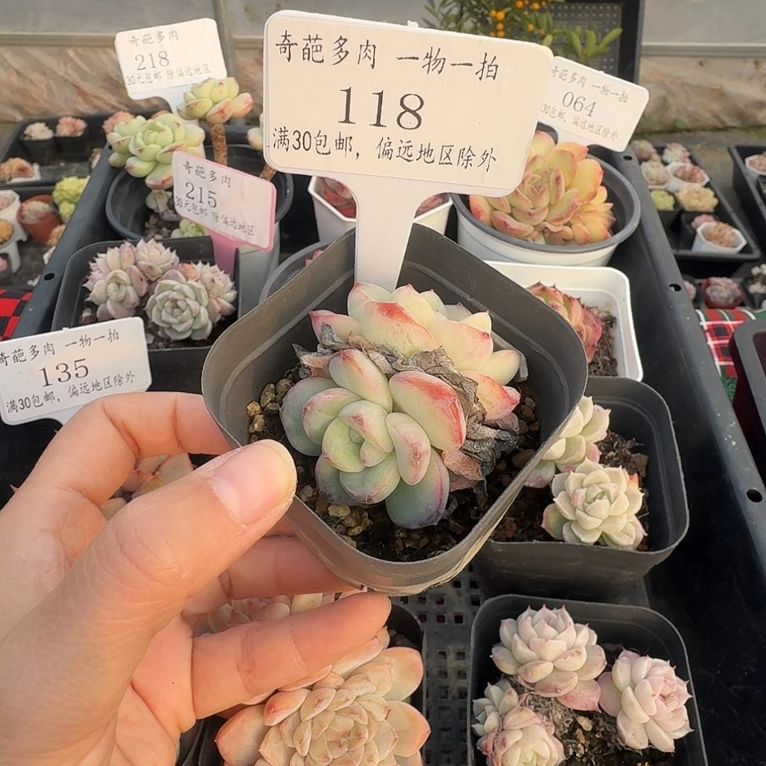 118 脱土 不包整 30元包邮非偏远