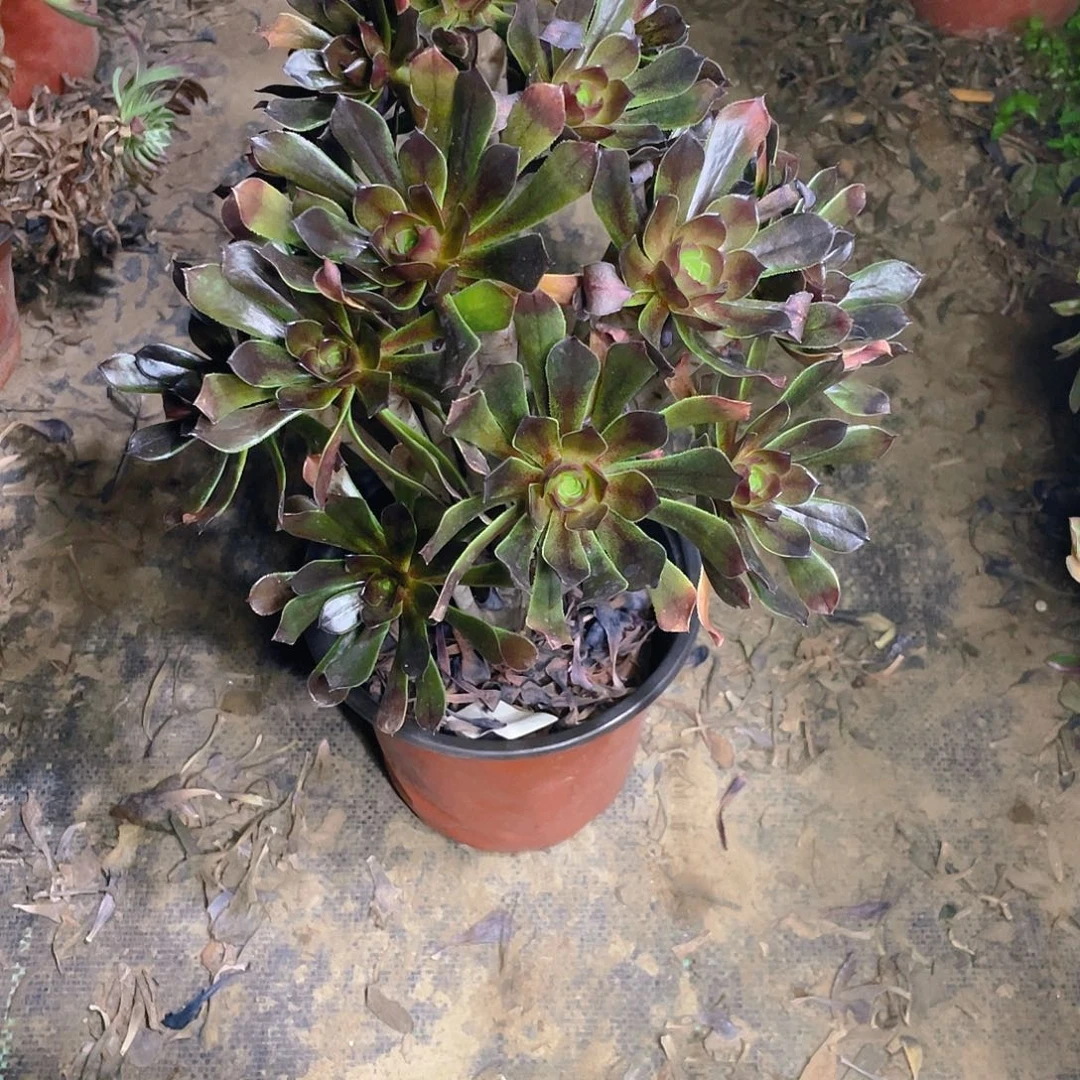 436灰法师多肉小损不包