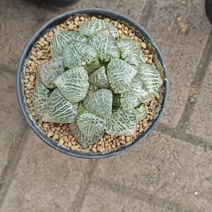 水晶康平一颗多肉植物