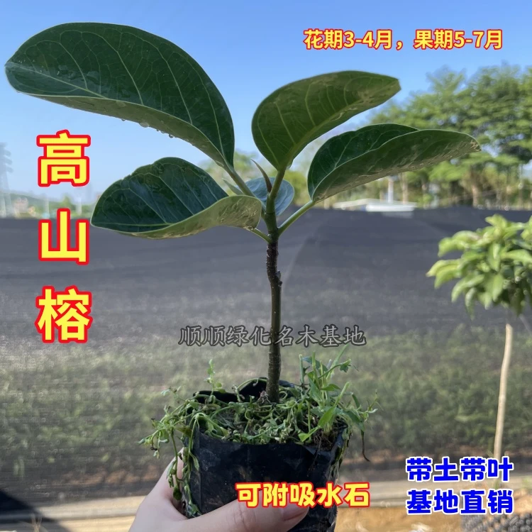 大叶榕树苗 正宗高山榕 四季常绿 可附吸水石盆栽庭院绿化