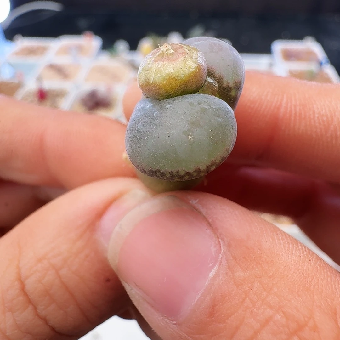 多肉植物福利风铃346