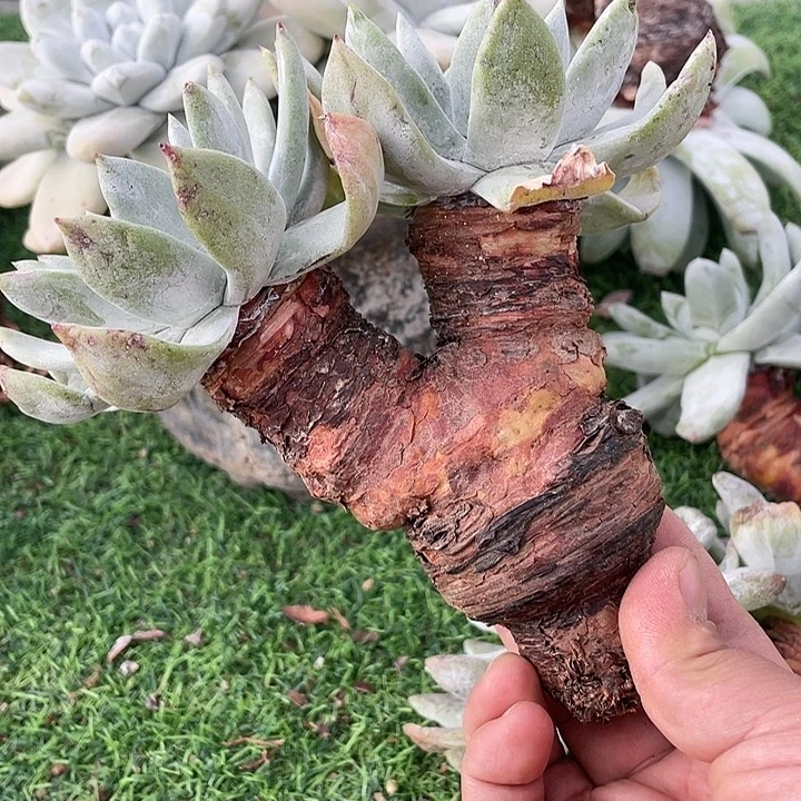 牡丹苹果叶群生粗桩