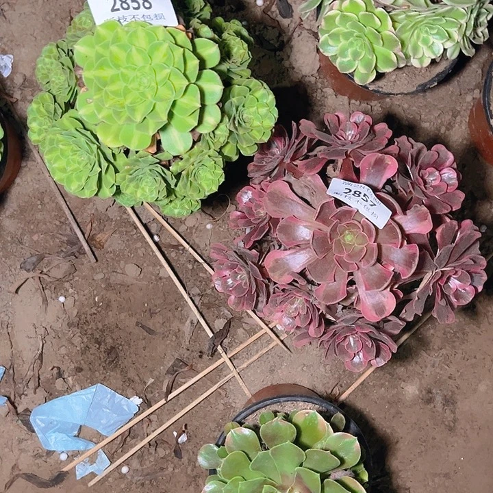 文***培2858 2857两颗多肉植物