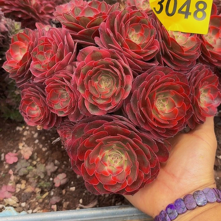 多肉植物福利3048
