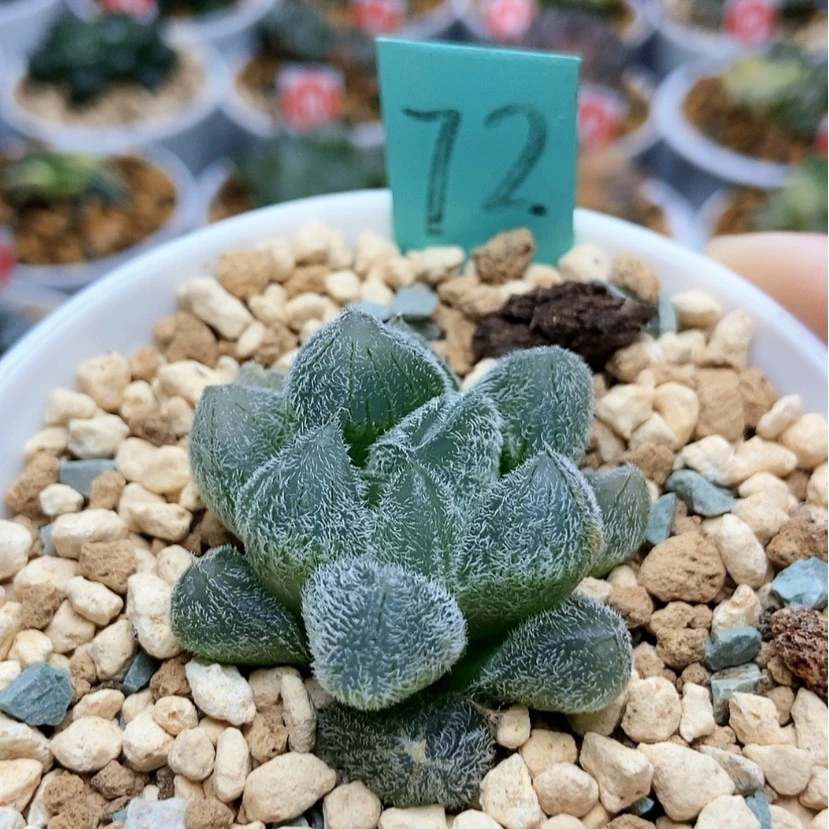 【闪购商品】Z*72梦露