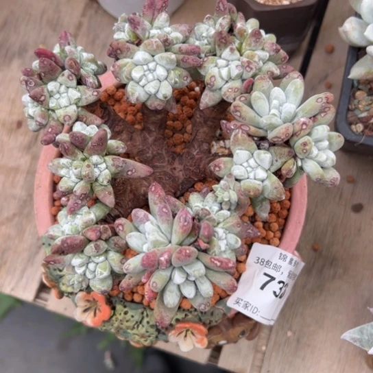 绿****妮谢谢姐姐～一物一拍