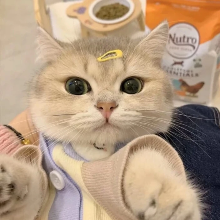 猫猫快乐零食咕噜酱