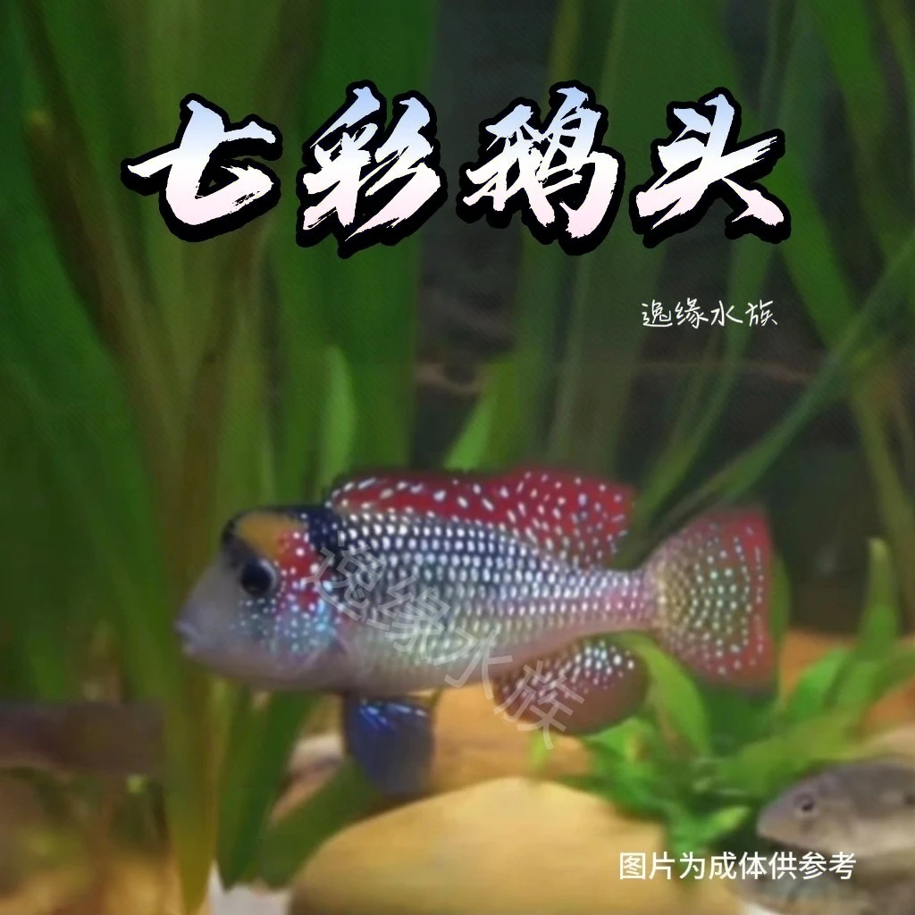 逸缘七彩鹅头F1南美食土鲷