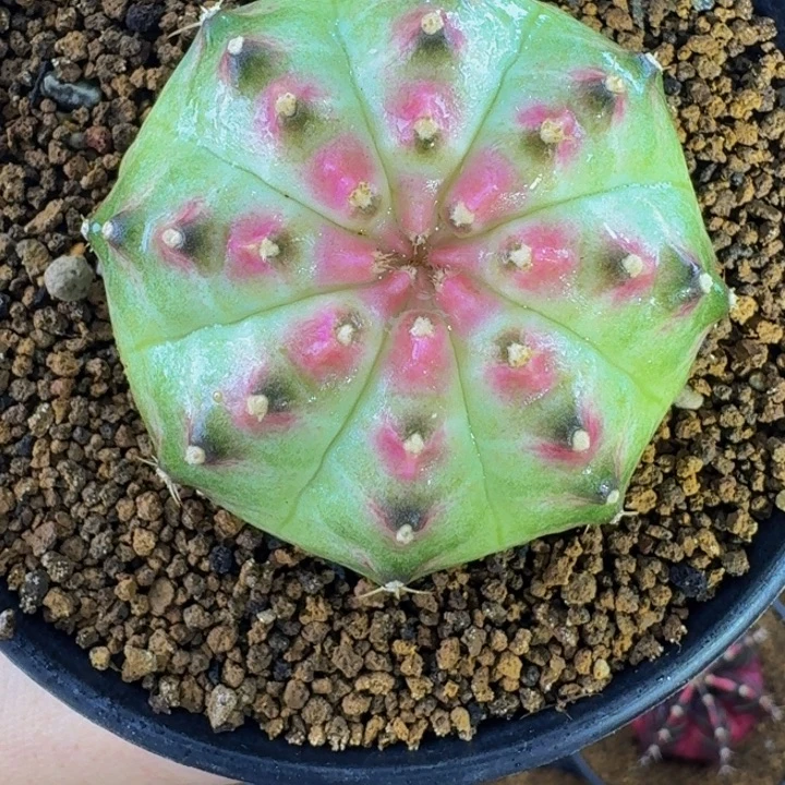 胖嘟嘟包子轮回00000000088