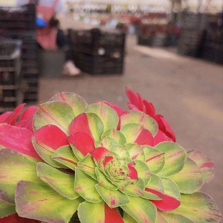 极**魂25多肉植物无根多肉