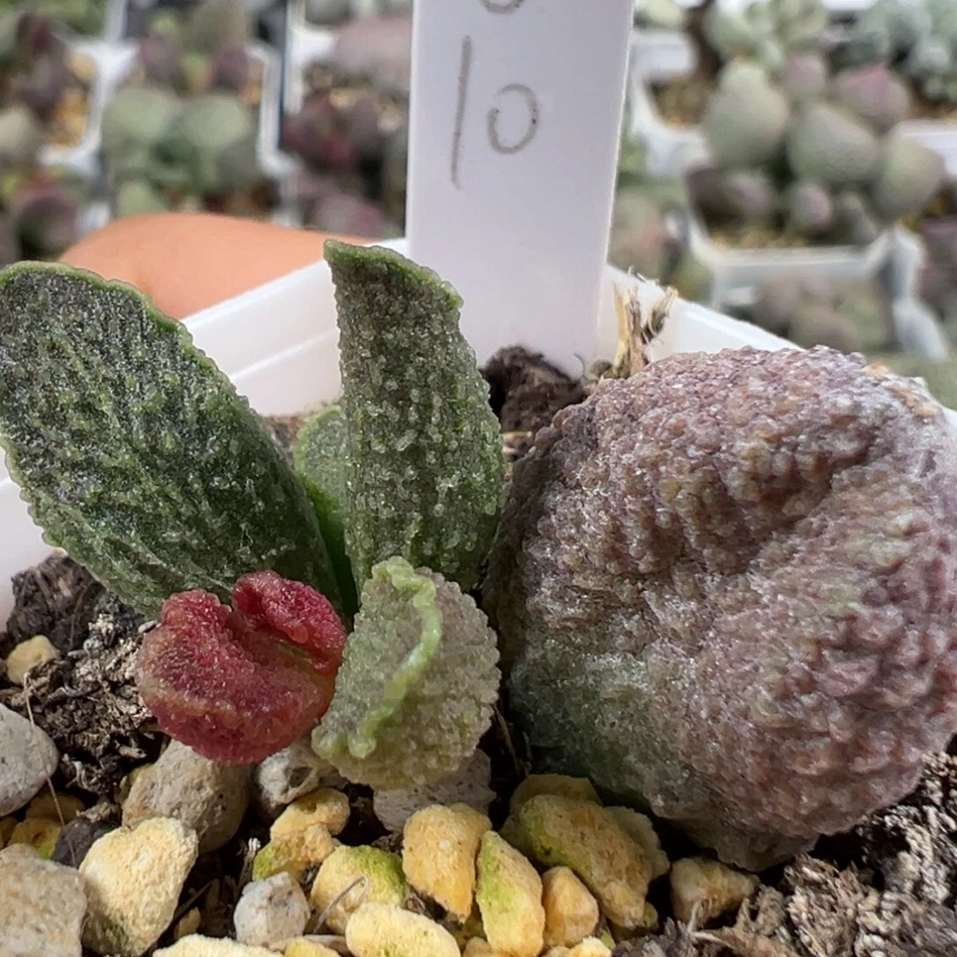 w冰晶颗粒款实生新品多肉植物