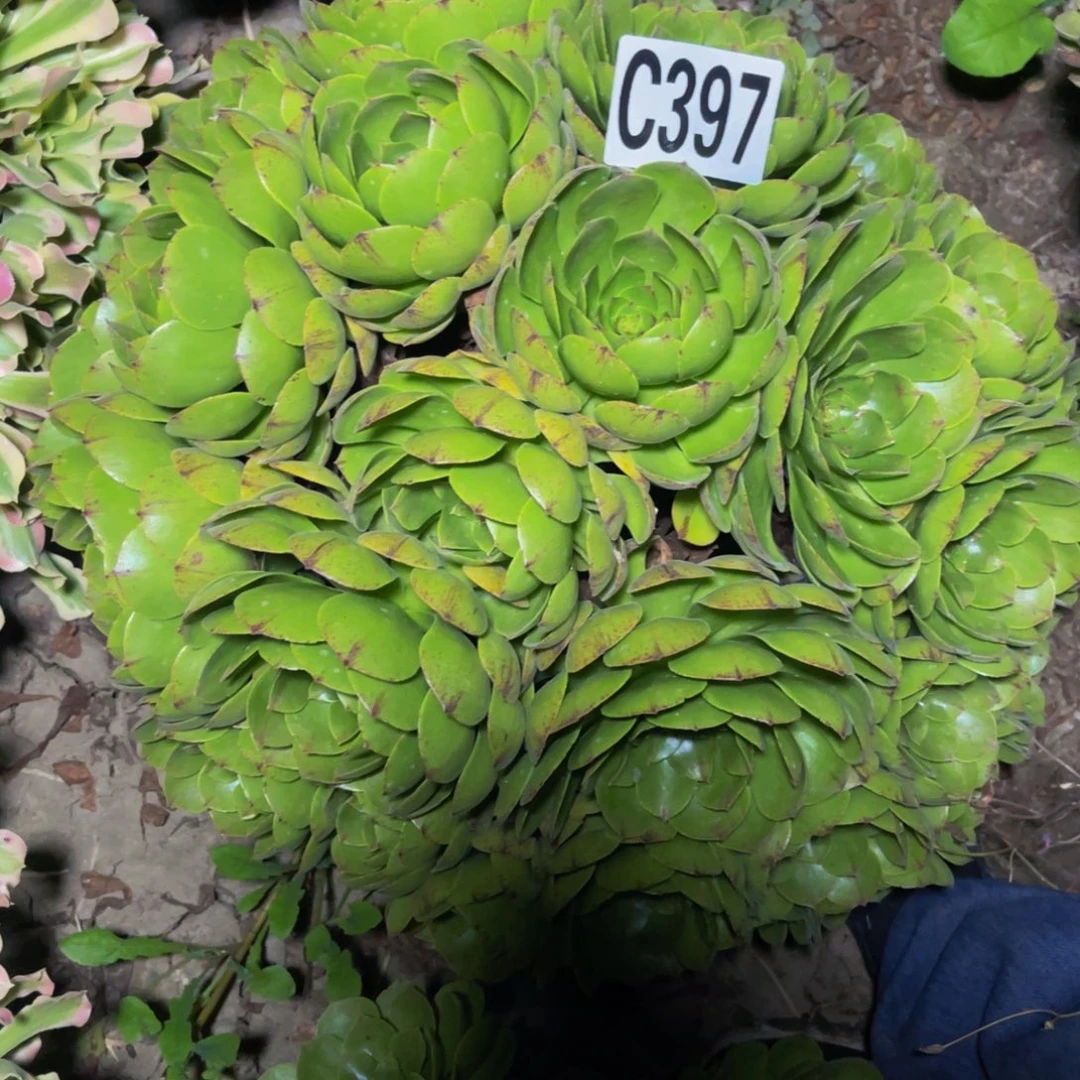 万拉丝14///////11包邮