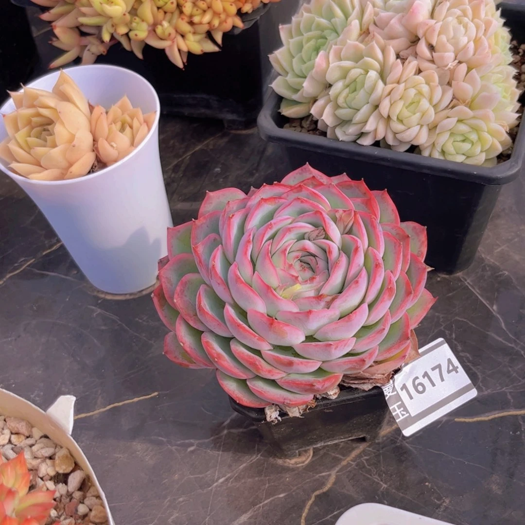 法兰西玫瑰多肉植物16174